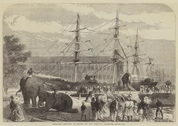 Einschiffung von Elefanten in Bombay für die Abessinien-Expedition